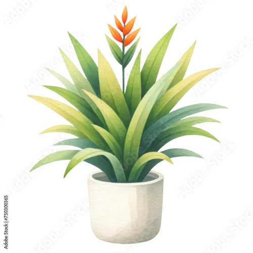 Potted Bromeliads Plant