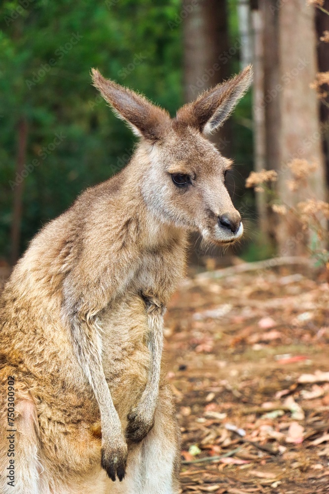 Fototapeta premium Port Arthur, Tasmania, Australia