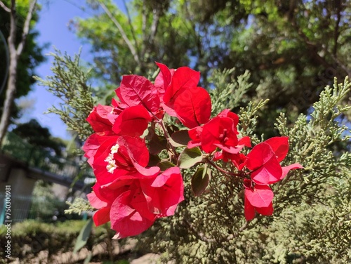 Flowers are a gift on Valentine's Day as they symbolize loveLas flores son un regalo en el Día de San Valentín, ya que simbolizan el amor photo