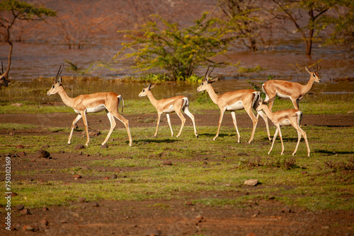 A herd of antelopes are walking across a field