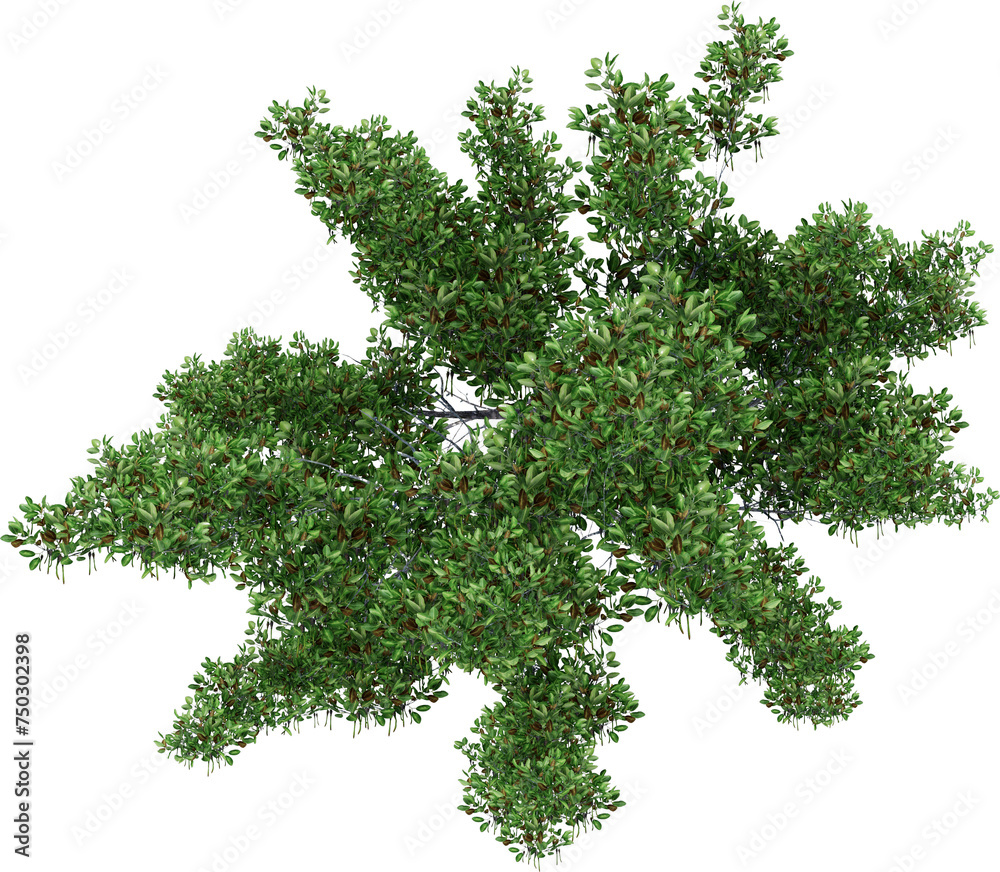 Naklejka premium High resolution Plant Top View with isolated background