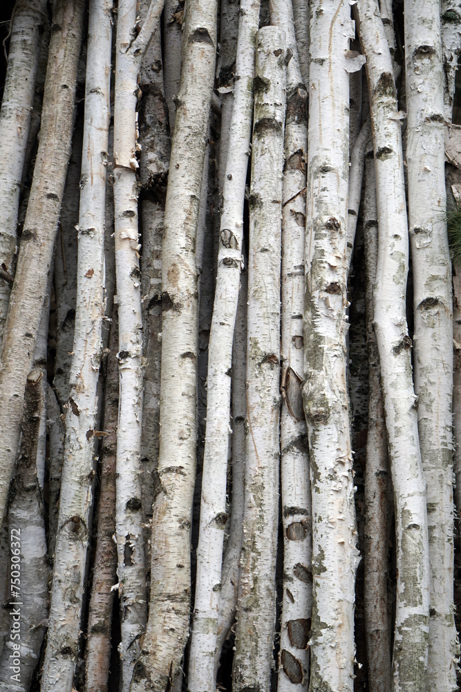 Fototapeta premium Closeup bundle of birch sticks in a column