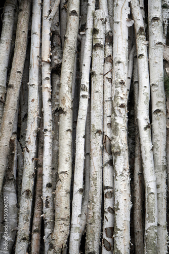 Closeup bundle of birch sticks in a column