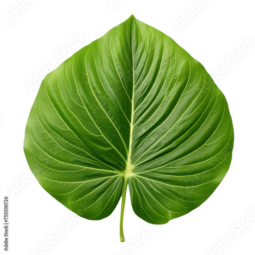 betel leaf isolated on transparent background