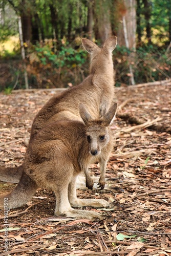 Port Arthur, Tasmania, Australia