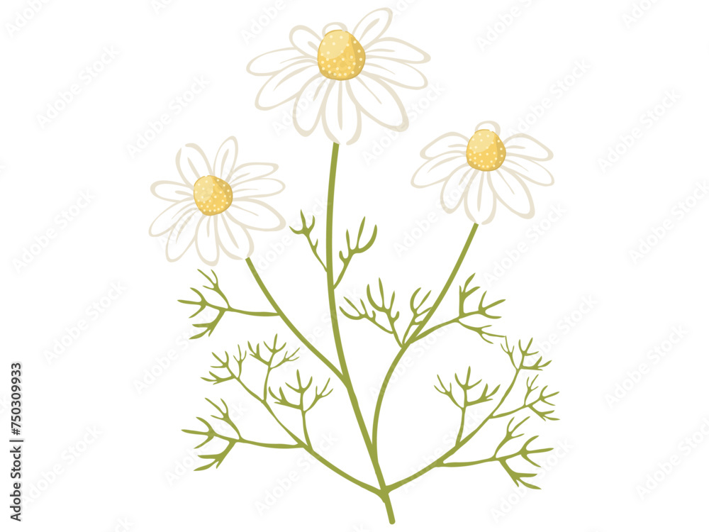Fototapeta premium カモミールの花のイラスト