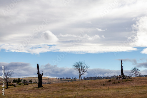 Decaying  Bare Tree Trunks  Tasmania  Australia