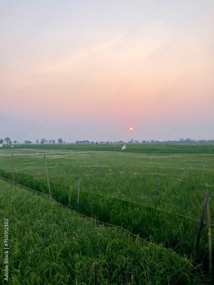 Rice fields with paranets to prevent pests. Rice fields with paranets to prevent bird pests Rice fields with paranets to prevent pests. Rice fields with paranets to prevent bird pests
