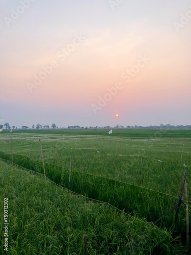 Obraz na płótnie Rice fields with paranets to prevent pests. Rice fields with paranets to prevent bird pests w salonie