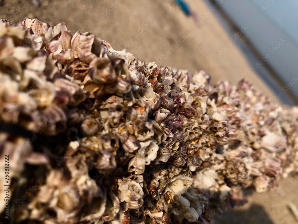 The texture of sea coral attached to bamboo sticks on the beach sand background The texture of sea coral attached to bamboo sticks on the beach sand background