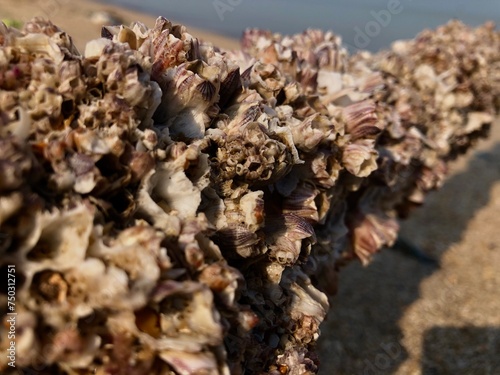 The texture of sea coral attached to bamboo sticks on the beach sand background