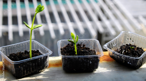 Foto Reuse waste to make plastic pot for sow seeds