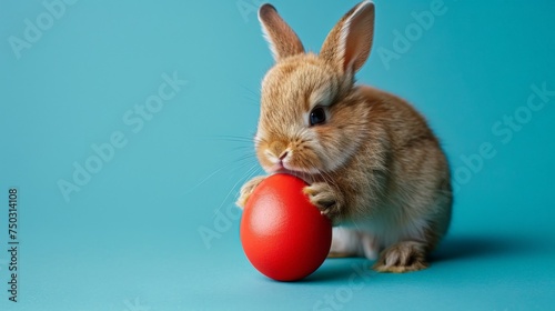 Easter bunny rabbit with red painted egg on blue background.  © Barbara Taylor