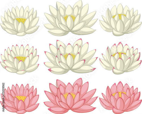 Vector illustrations of lotus flowers in bloom