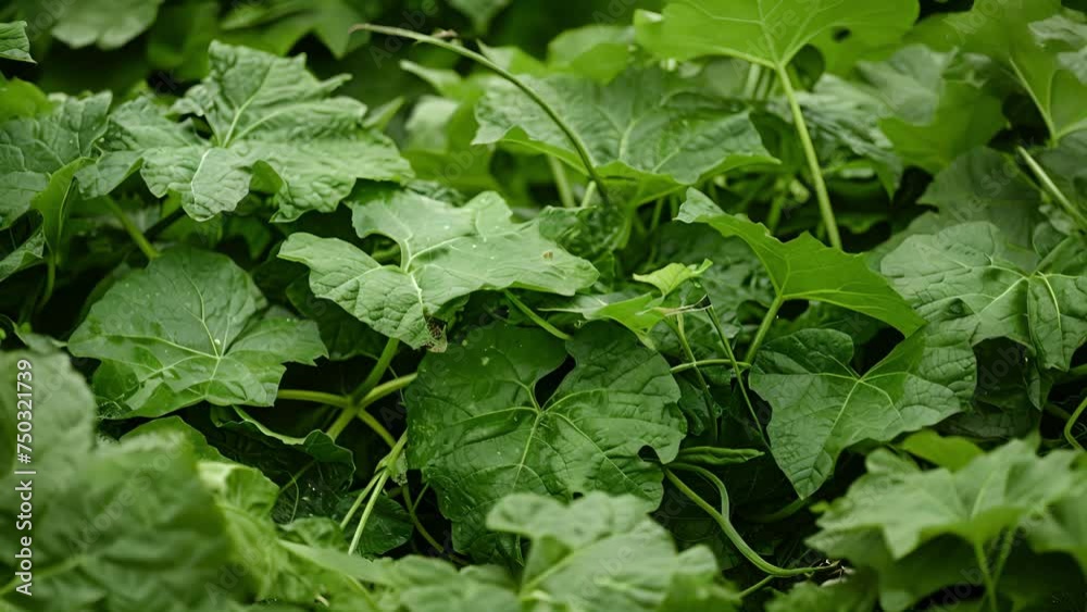 A vibrant green zucchini plant its long and slender fruit peeking out from beneath its large textured leaves. A vibrant green zucchini plant its long and slender fruit peeking out from beneath its large textured leaves.