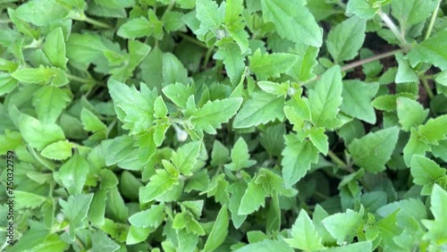 green leaves background, close up video of foliage