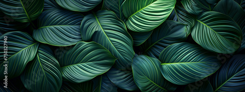 Tropical leaves background. Green leaf banner and floral jungle pattern concept. abstract green leaf texture. © i mun