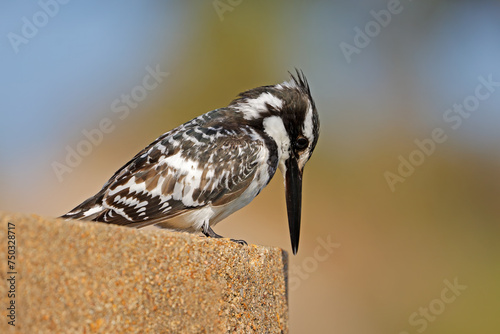 A pied kingfisher (Ceryle rudis) perched on a rock, Kruger National Park, South Africa.