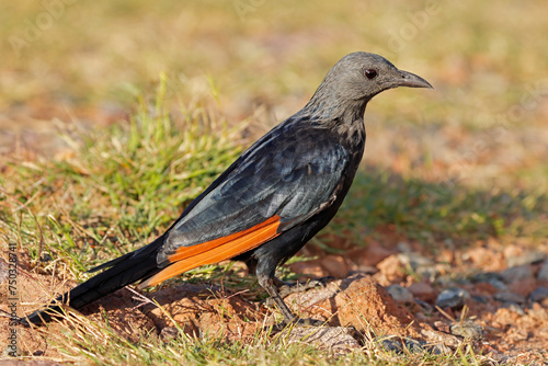 A female red-winged starling (Onychognathus morio) in natural habitat, South Africa.