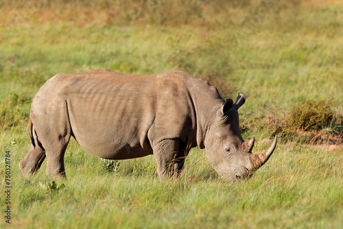 Endangered white rhinoceros (Ceratotherium simum) in natural habitat, South Africa.