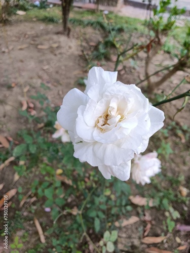 White Rose in my garden 