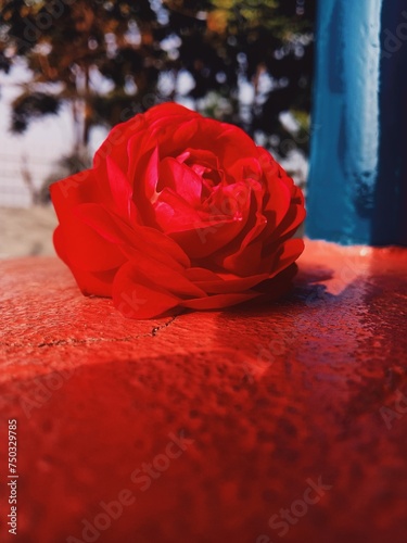 Red rose

