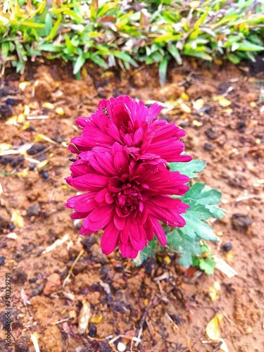 A Flower in my garden..
