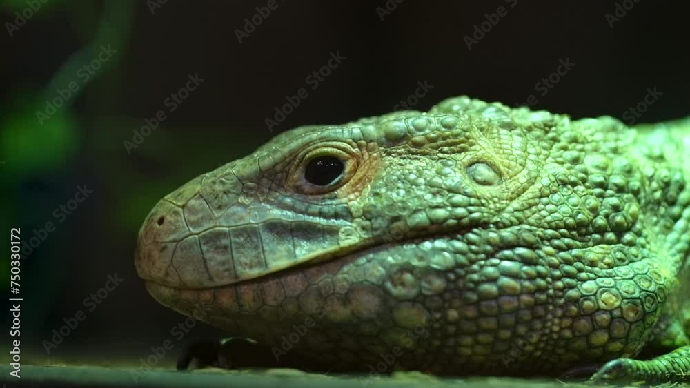 caiman lizard flicking its tongue closeup low angle slomo caiman lizard flicking its tongue closeup low angle slomo