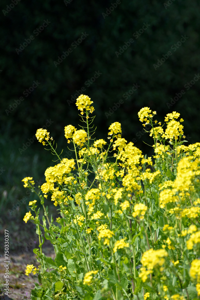 Fototapeta premium 春の訪れを告げる菜の花
