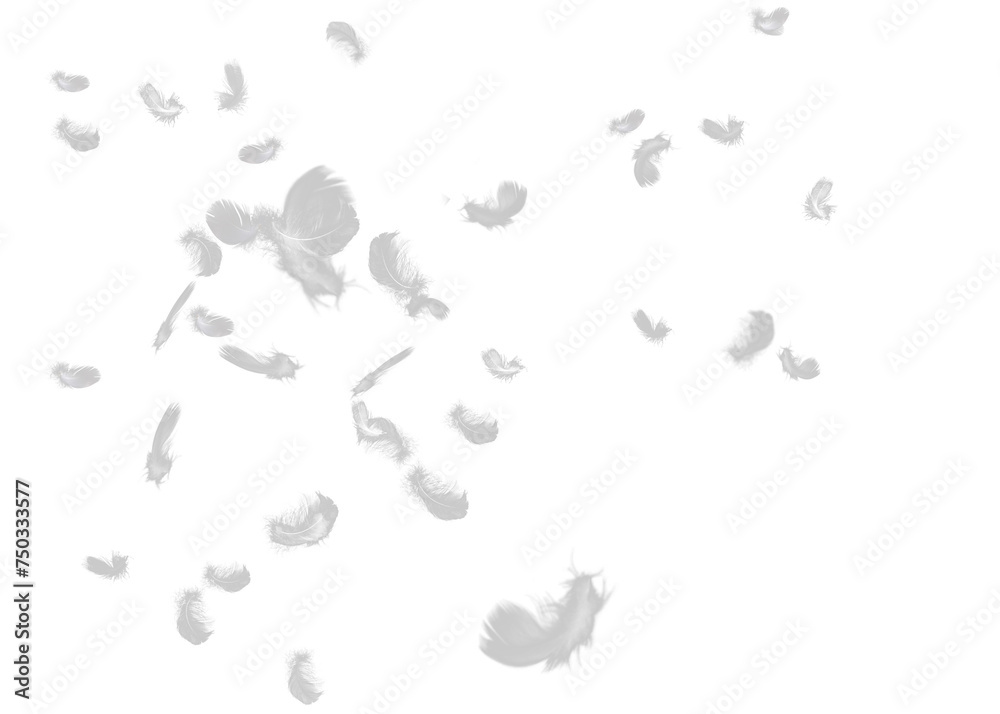 White feathers floating in the air, white feathers isolated on transparent background White feathers floating in the air, white feathers isolated on transparent background