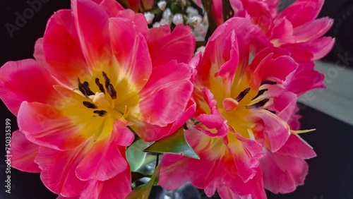 Różowy rozbity tulipan 