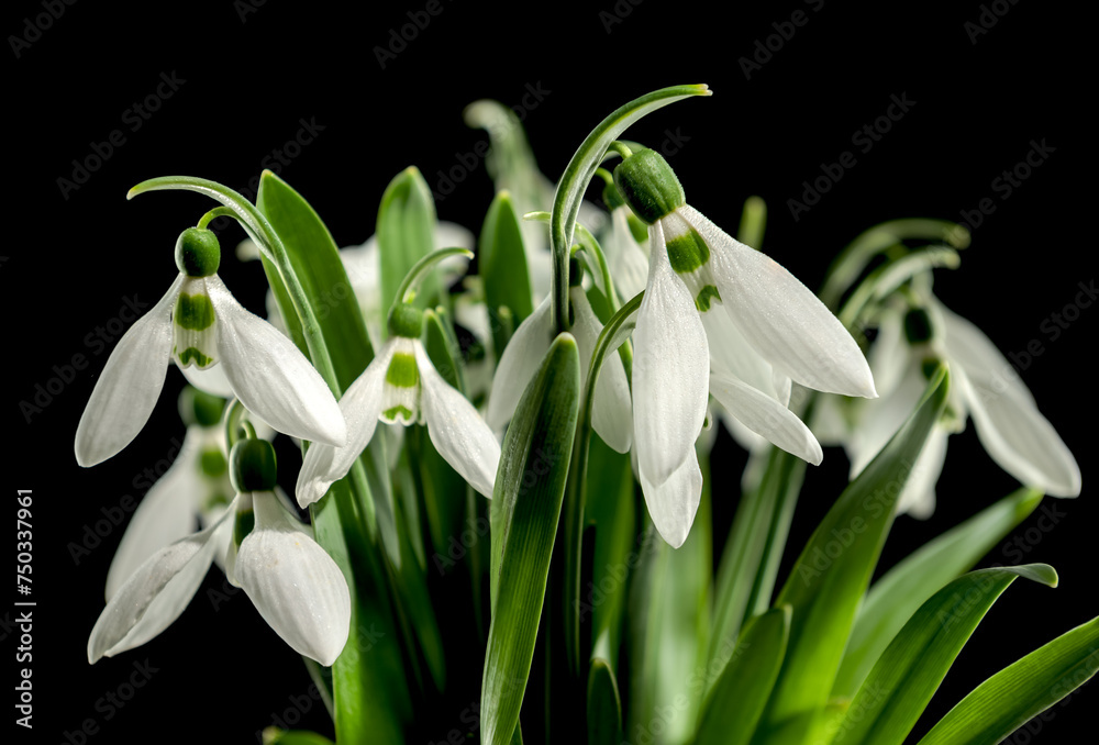 White Galanthus flowers on a black background White Galanthus flowers on a black background