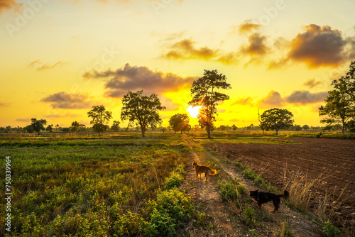 View of the rice fields after harvest during sunset. Farm, Agriculture concept.