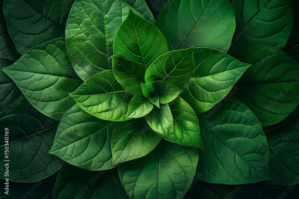 Fototapeta premium A close up of green leaves with a leafy green background