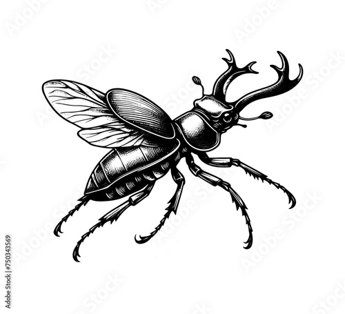 Stag Beetle hand drawn vector illustration graphic © AriaMuhammads