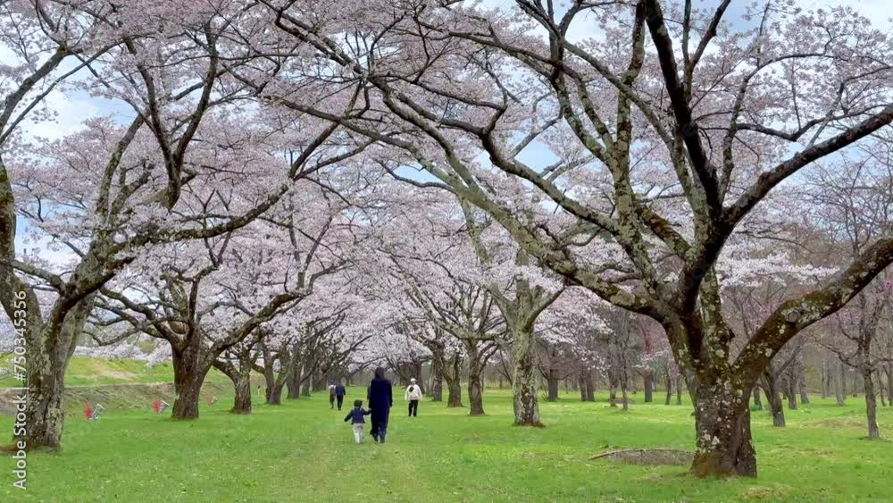 Blooming cherry blossoms in the park of Shizukuishi City in spring, Japan. Blooming cherry blossoms in the park of Shizukuishi City in spring, Japan.