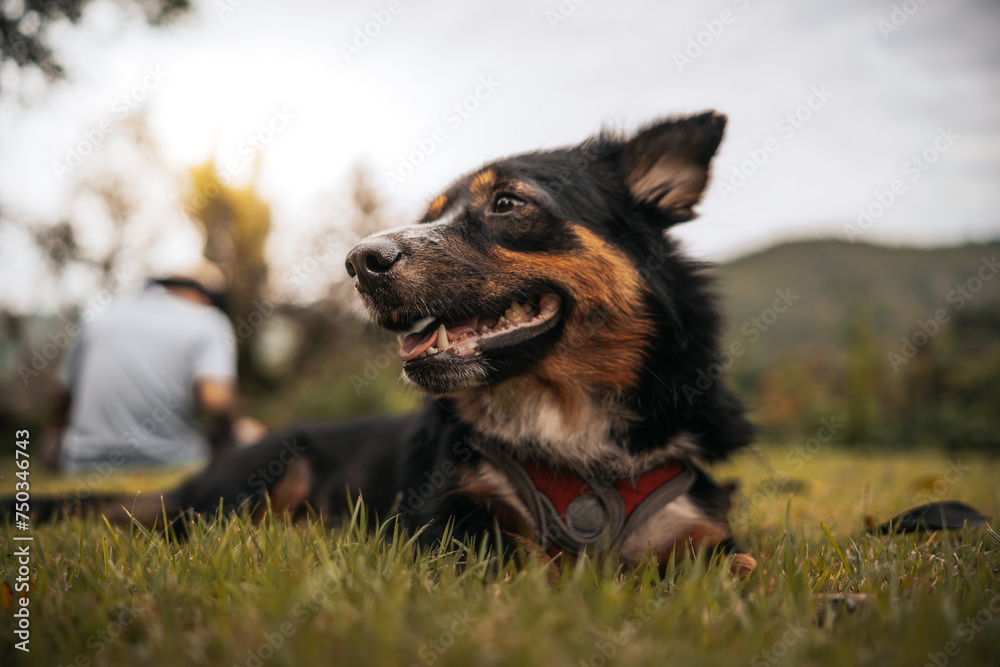 Dog sitting and relax on grass. Pet, Family, Friendship concept.