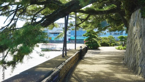 Japanese Pines over Path on Mikimoto Pearl Island, Toba Japan photo
