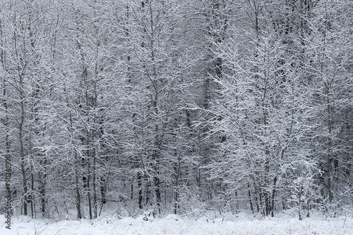 Snow covered forest in January.