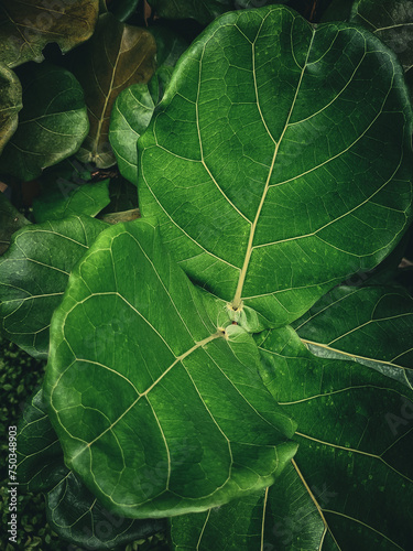 close up of a leaf