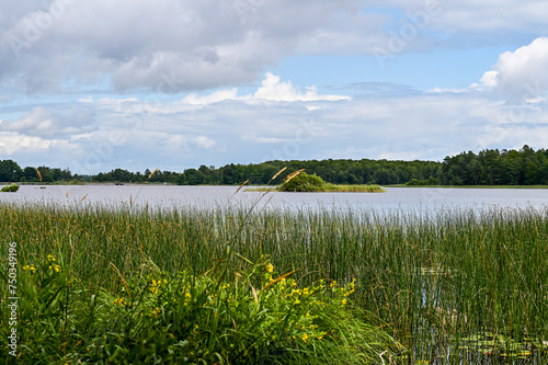 Idyllic Lake Asnen with small lakes  forested islands and grasses with trees and forest in the background in Asnen National Park  Urshult  Smaland  Sweden