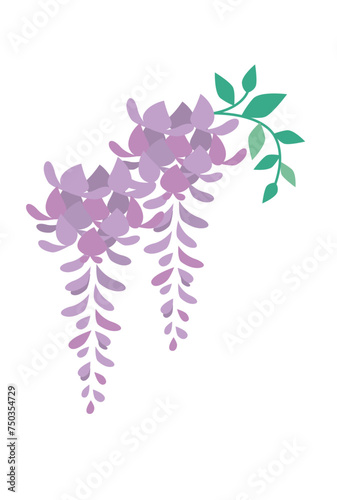 藤の花