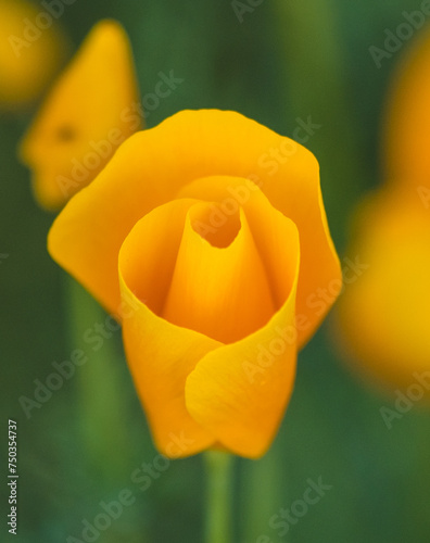 Isolated Yellow Desert Poppy