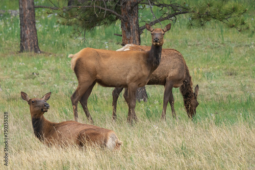 Grazing Elk in Arizona