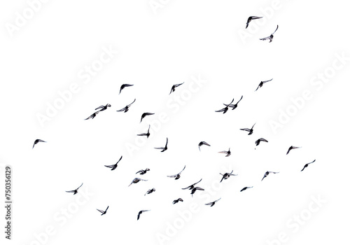 Pigeons in flight isolated on a white background © schankz
