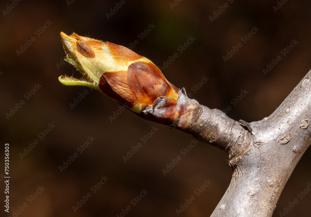 Swollen pear bud in spring. Macro Swollen pear bud in spring. Macro