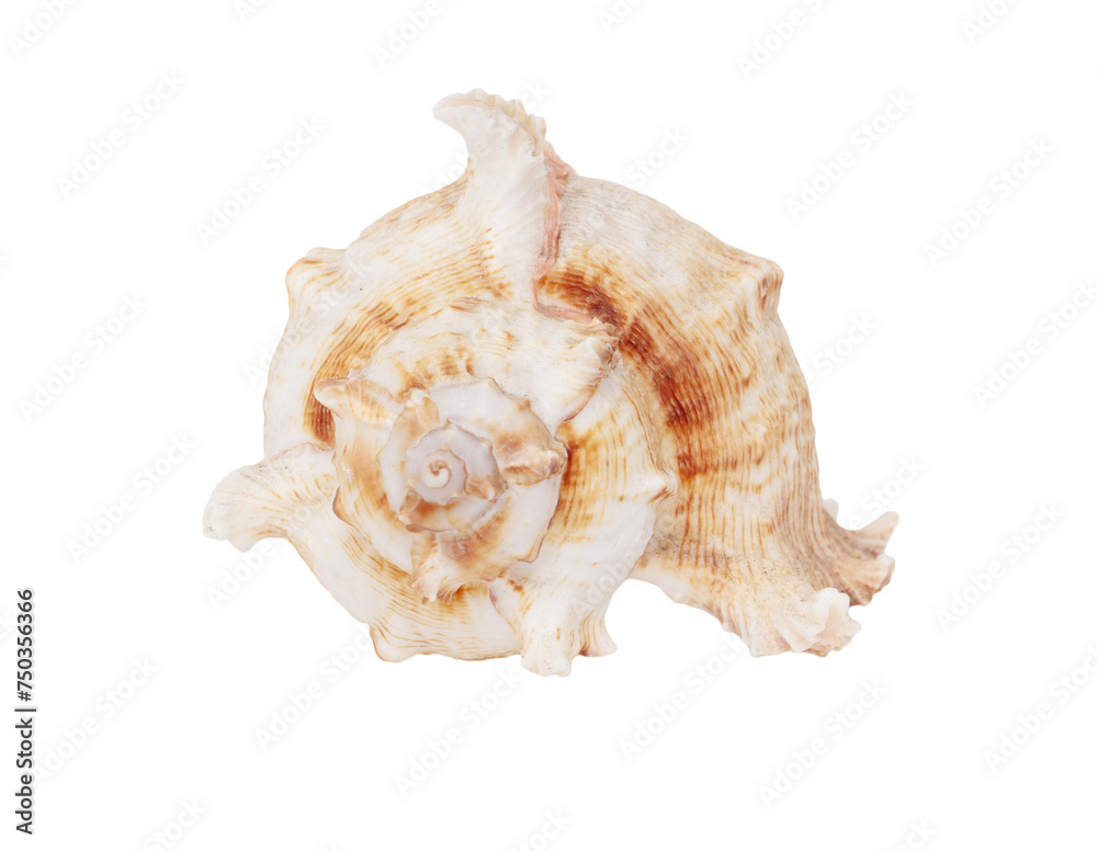 Sea shell isolated on white background. Close-up