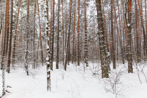 Pine trees in the forest in the snow in winter