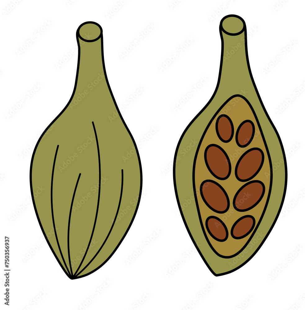Cardamom. Whole and half with seeds. Spice, condiment and herb. Doodle icon, logo, sticker. Vector flat illustration. Cardamom. Whole and half with seeds. Spice, condiment and herb. Doodle icon, logo, sticker. Vector flat illustration.