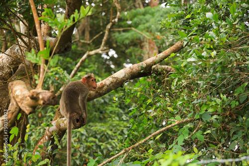 Forest monkey sitting on a branch of tree, Nelliyampathi